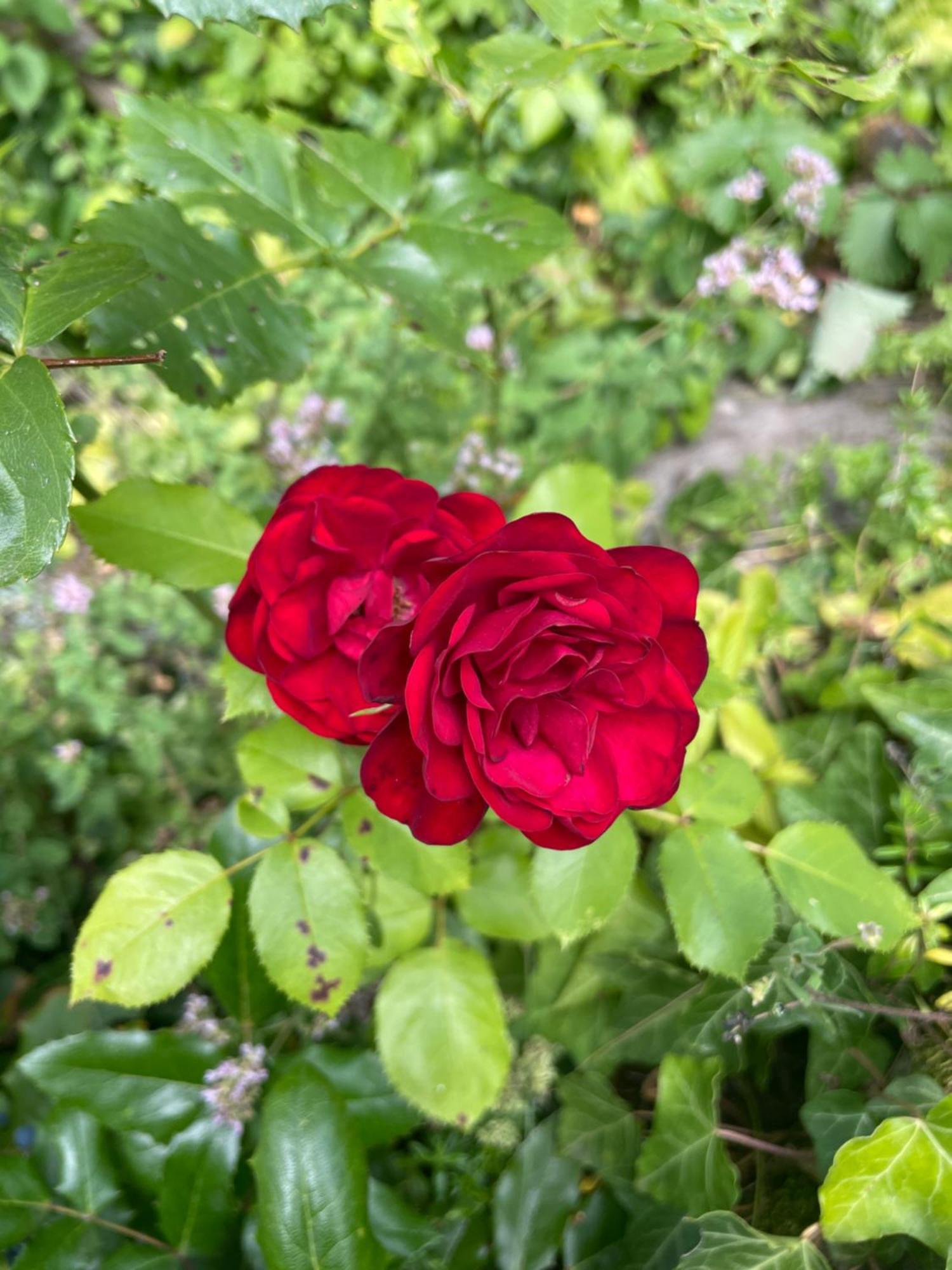 Dannenfels"El Patio" Am Donnersberg公寓 外观 照片