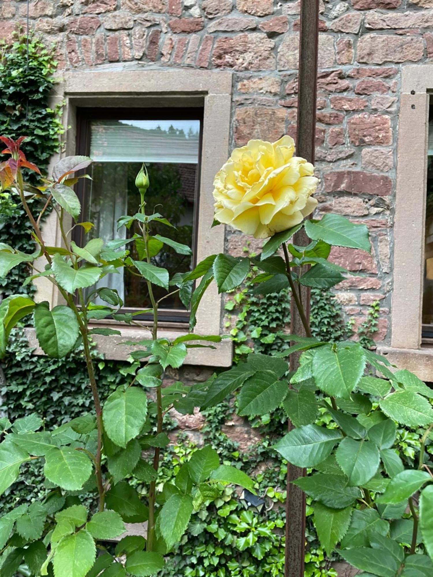 Dannenfels"El Patio" Am Donnersberg公寓 外观 照片